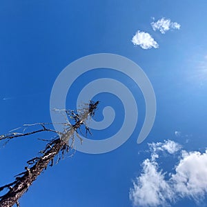 Looking upward into blue sky with dead tree