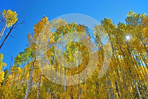 Looking upward at Fall Colors in Colorado filtering out the sun