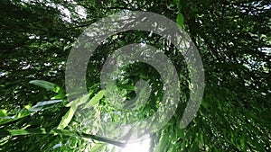 Looking upward through tree leaves in breeze of a weeping willow tree with the sun through the leaves