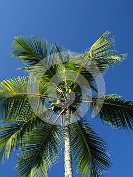 Upward view of a palm tree with coconuts