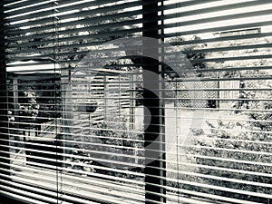 Looking through Venetian Blinds into the Garden