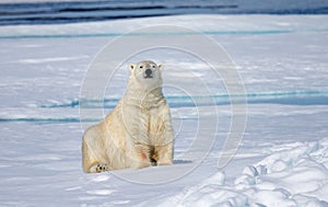 Looking very soft and gentle, the Arctic polar bear is the most dangerous bear