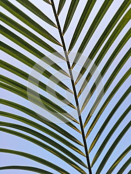 Beautiful Palm Tree Leaf Texture