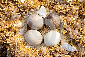 Looking Into A Woodduck Nest