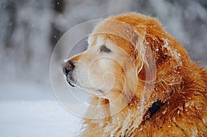 Looking at the world thru the eye of your dog in winter