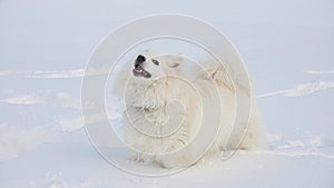 Looking at you American Eskmo dog in the snow