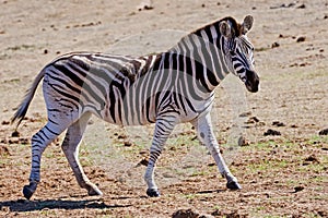 Looking Zebra