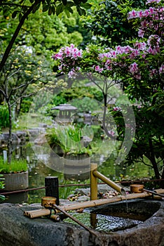 Looking for Zen in a Japanese Garden