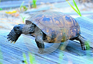 It looks as though the Gopher Tortoise is racing the hare as it walks along a beach boardwalk