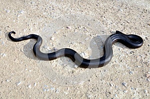 A harmless mole snake. Harmless?