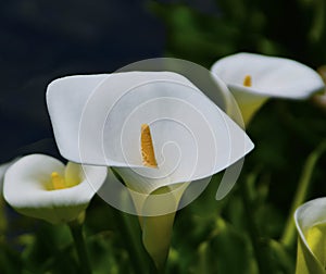 Quadrilateral Calla lily photo