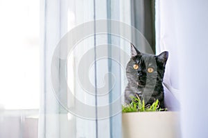 Cat looks out hiding, surprise, hunting sunlight