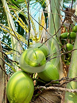 Young coconuts in Tree ready to be picked