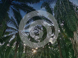 Lookup daytime sky with palm leaves foreground