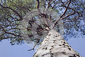 Lookup at high pine with winding branches photo