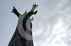 Lookup to high tree trunk with green painted crown photo
