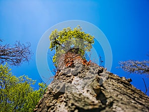 Lookup to tree crown and leafs and blue sky