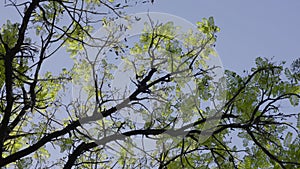 Lookup The Tree And Blue Sky.