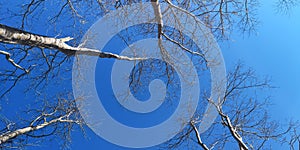Lookup Tree With blue Sky Background, Dry Tree And Sky photo
