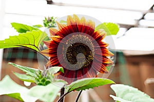 Lookup view blossom chocolate cherry sunflower with rich chocolate black cherry color, multi-branching tall plant, vibrant yellow photo