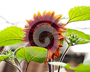Lookup view blossom chocolate cherry sunflower with rich chocolate black cherry color, multi-branching tall plant, vibrant yellow photo