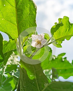 Lookup view of blossom purple eggplant flowers at homegrown garden near Dallas, Texas, USA