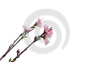 Lookup view homegrown blooming peach flowers isolated on white background in North Texas, America