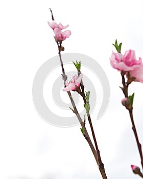 Lookup view homegrown blooming peach flowers isolated on white background in North Texas, America