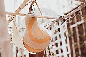 Lookup view large Seminole pumpkin butternut squash covered in snow on handmade hammocks ties to bamboo trellis support at