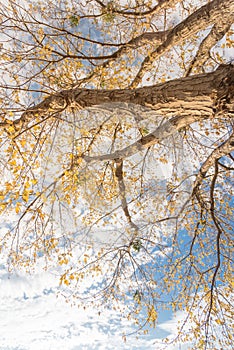 Lookup view of vibrant yellow maple leaves during fall season in Dallas