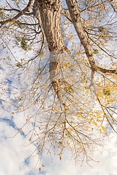 Lookup view of vibrant yellow maple leaves during fall season in Dallas