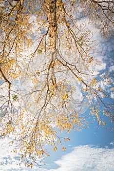 Lookup view of vibrant yellow maple leaves during fall season in Dallas