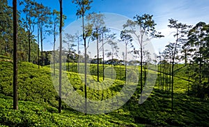 The Loolecondera estate was the first tea plantation estate in Sri Lanka Ceylon