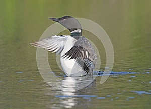 Loon Displaying on a Wilderness Lake
