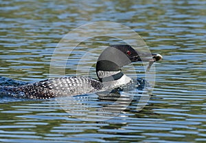 Loon Fishing on the Lake