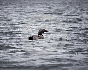 Loon Floating in the Waves of a Lake