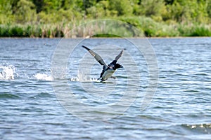 A loon flying on Child`s Lake, Duck Mountain Provincial Park, Manitoba, Canada