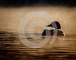 Loon in Golden Mist