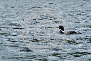 Loon on lake water in Algonquin Park