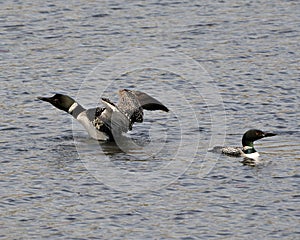 Loon Photo Stock. Couple close-up profile view, one bird swimming and the other one flapping and running take offs in the lake in photo