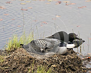 Loon Photo Stock. Loon couple nesting and guarding the nest by the lake shore in their environment and habitat with a blur water