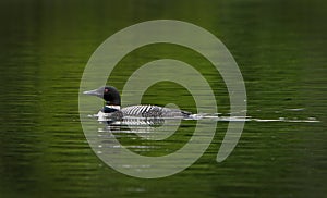 Loon swimming in a lake in Quebec canada