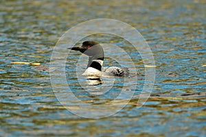 Loon swimming on the water in bright light