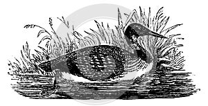 Loon, vintage engraving