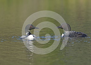 Loons Meeting on a Wilderness Lake