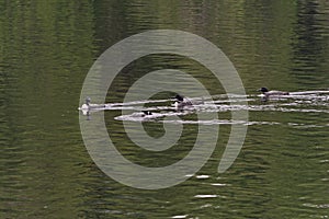 Loons on Patrol in the Morning