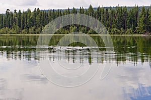 Loons surfacing on a calm lake