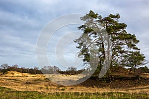 Loonse en Drunense Duinen National Park, North Brabant, Netherlands photo