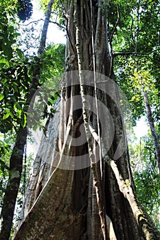 Loooking upward at a Strangler Fig Tree in the Amazon rainforest in Tambopata, Madre de Dios, Peru