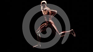 loop animation of muscular system of running man, muscle and bone Anatomy